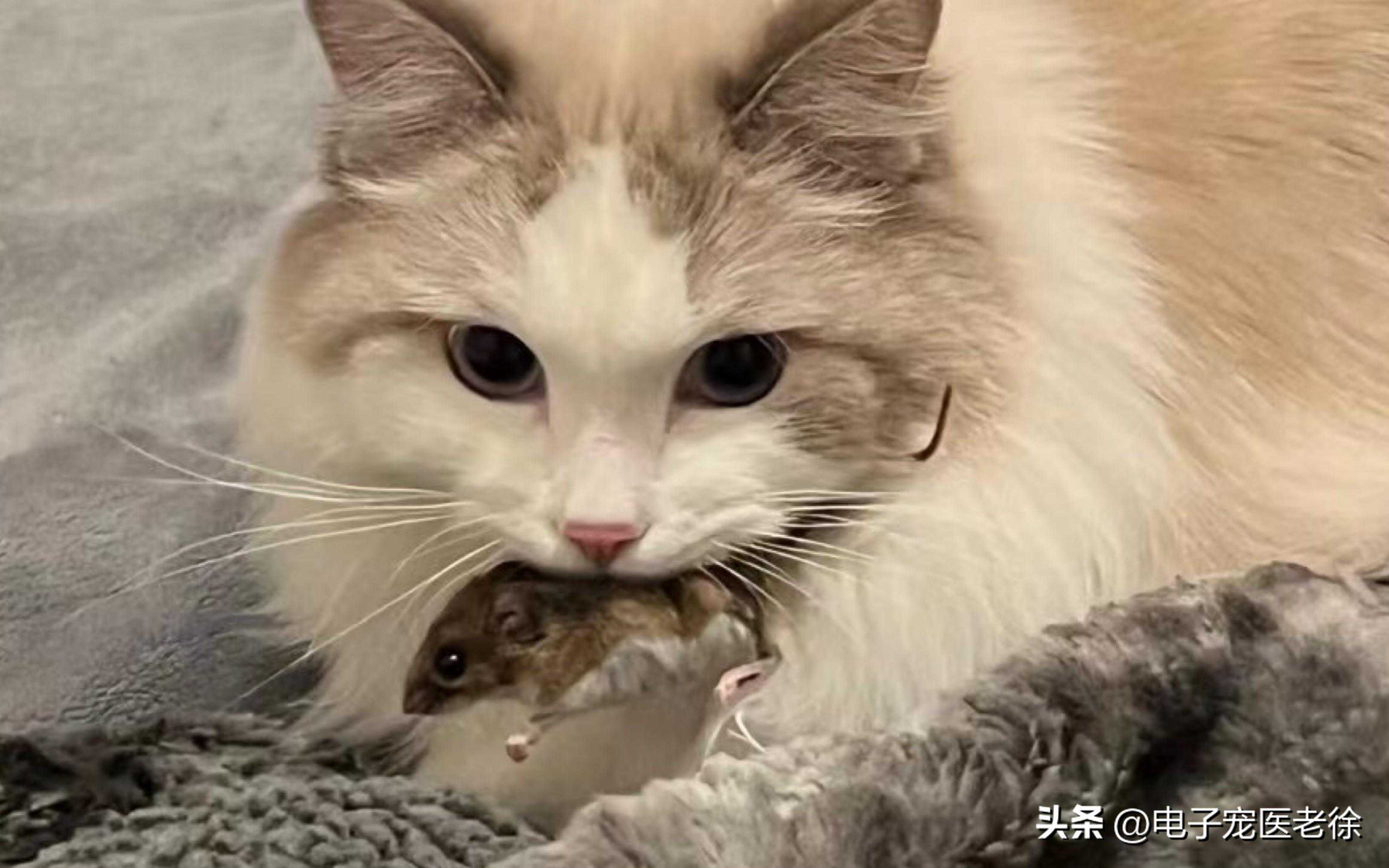 别不信！只有极致爱你的猫咪，才会做这8个行为