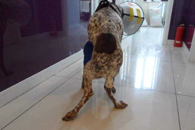 泰迪走路总爱一蹦一跳？或许它不是在卖萌求关注，而是髌骨脱位了