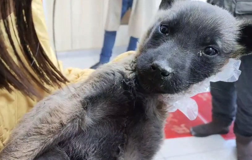 黑龙江：被主人打至昏迷瘫痪的小马犬，狗狗：主人，我到底做错啥