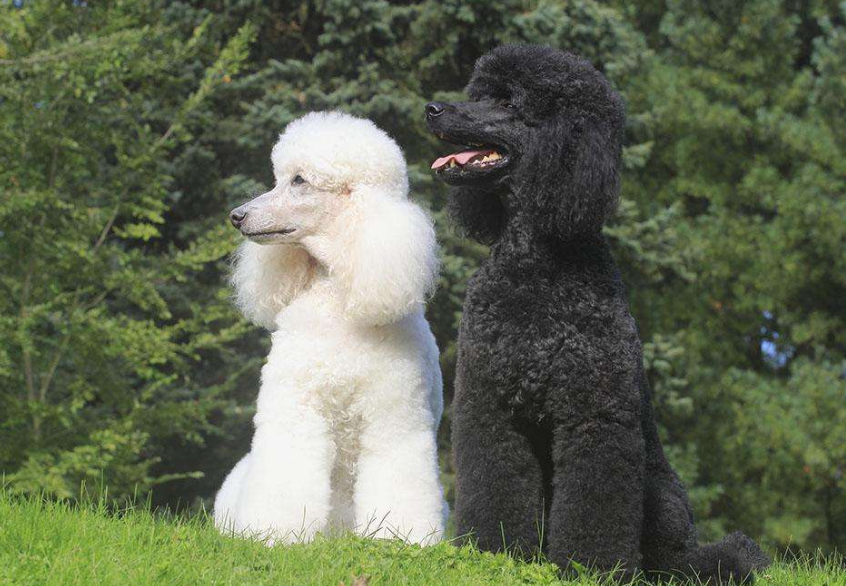 贵宾颜色那么多，4个理由，劝你不要养白色贵宾！