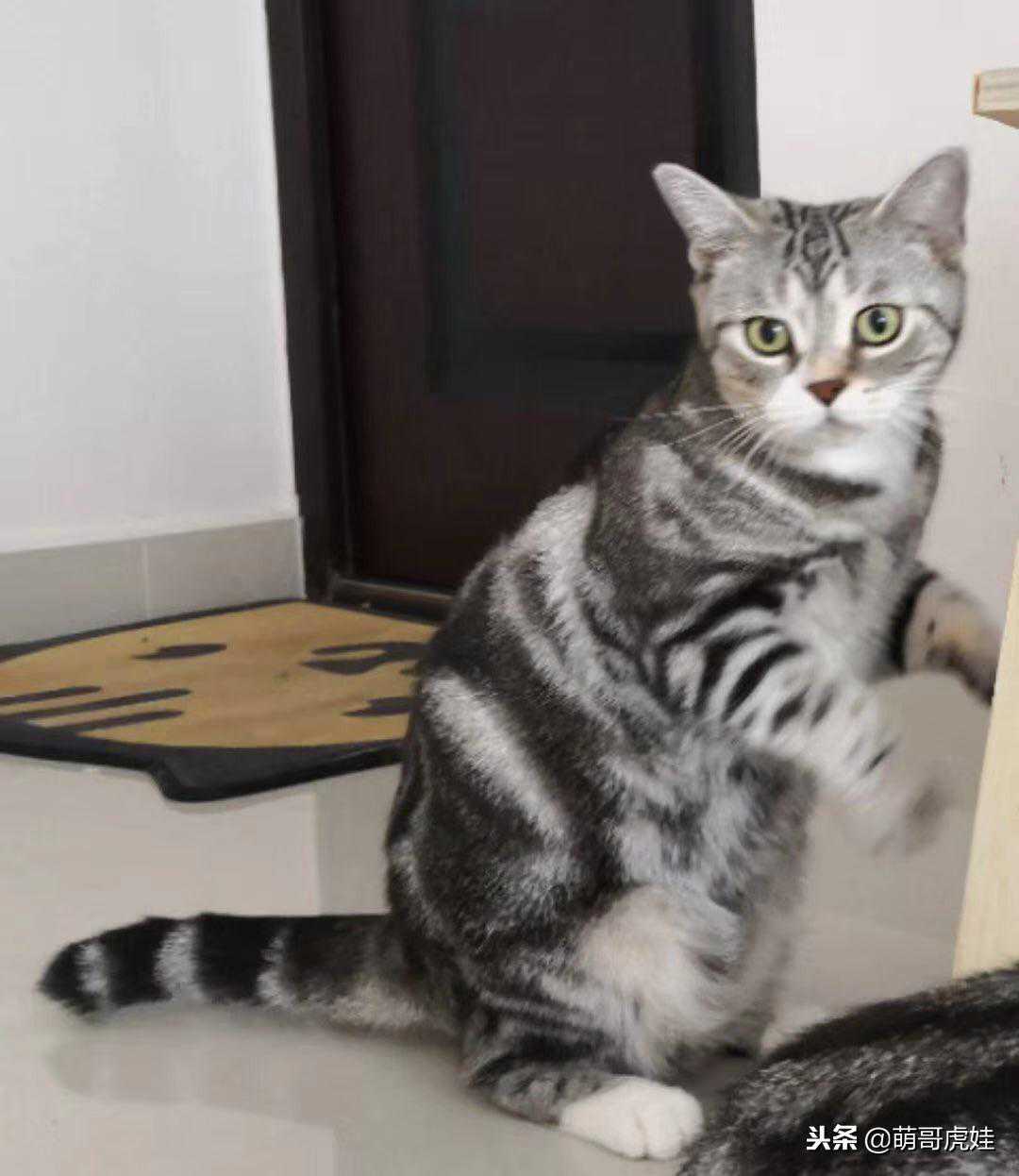 铲屎官一千块买到两只纯种美短，带回家就后悔了，果然便宜没好货