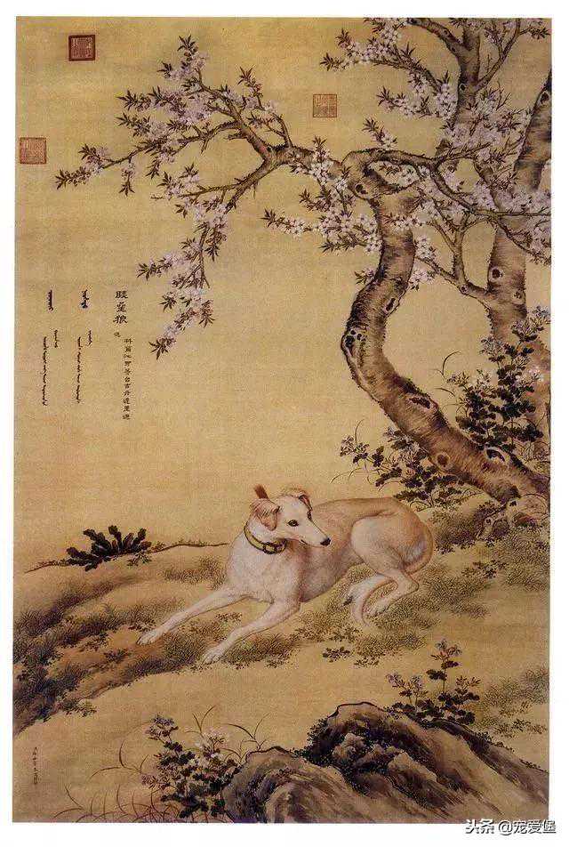 “为什么只关注品种狗，却对我们的土狗不闻不问？”