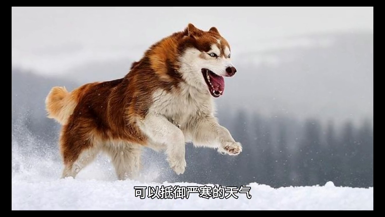 一起认识可爱的阿拉斯加雪橇犬