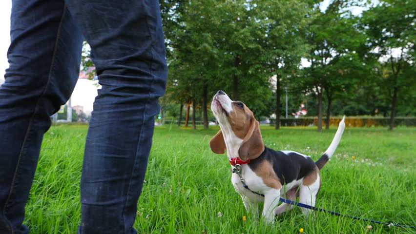 按网上的训狗方法做，怎么老失败？原因可能出在主人身上