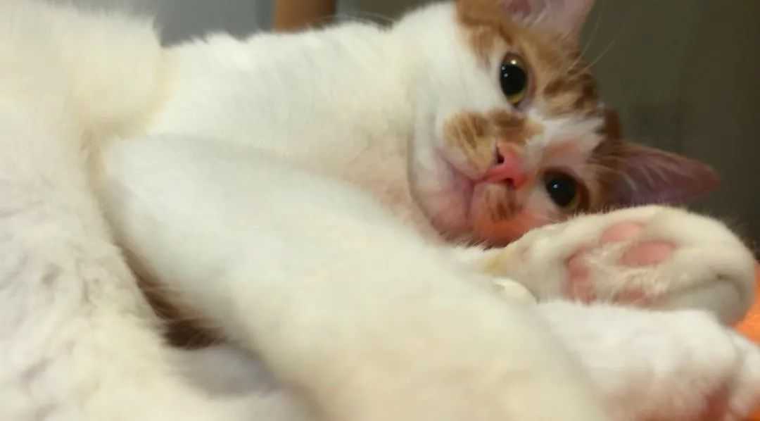 猫一天睡多长时间？为什么睡这么久？会做梦吗？怎么让猫睡好来？