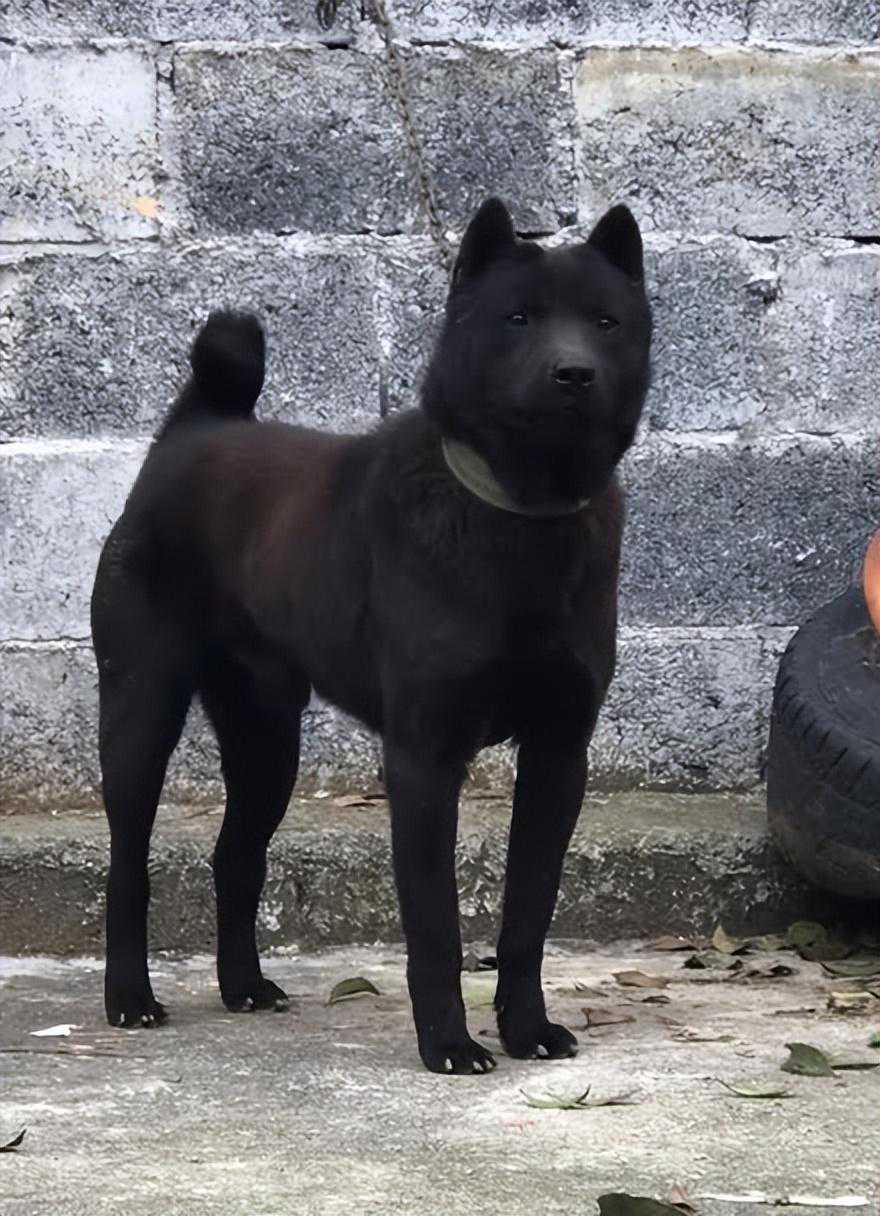 拾荒老人被60公斤比特犬咬住脚踝，血流如注，广西土腊犬舍命救主