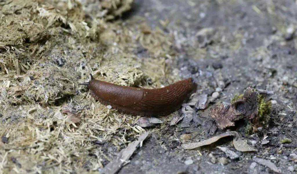 6种防治蜗牛、鼻涕虫和细钻螺很有效的方法，盆栽地栽植物都适用
