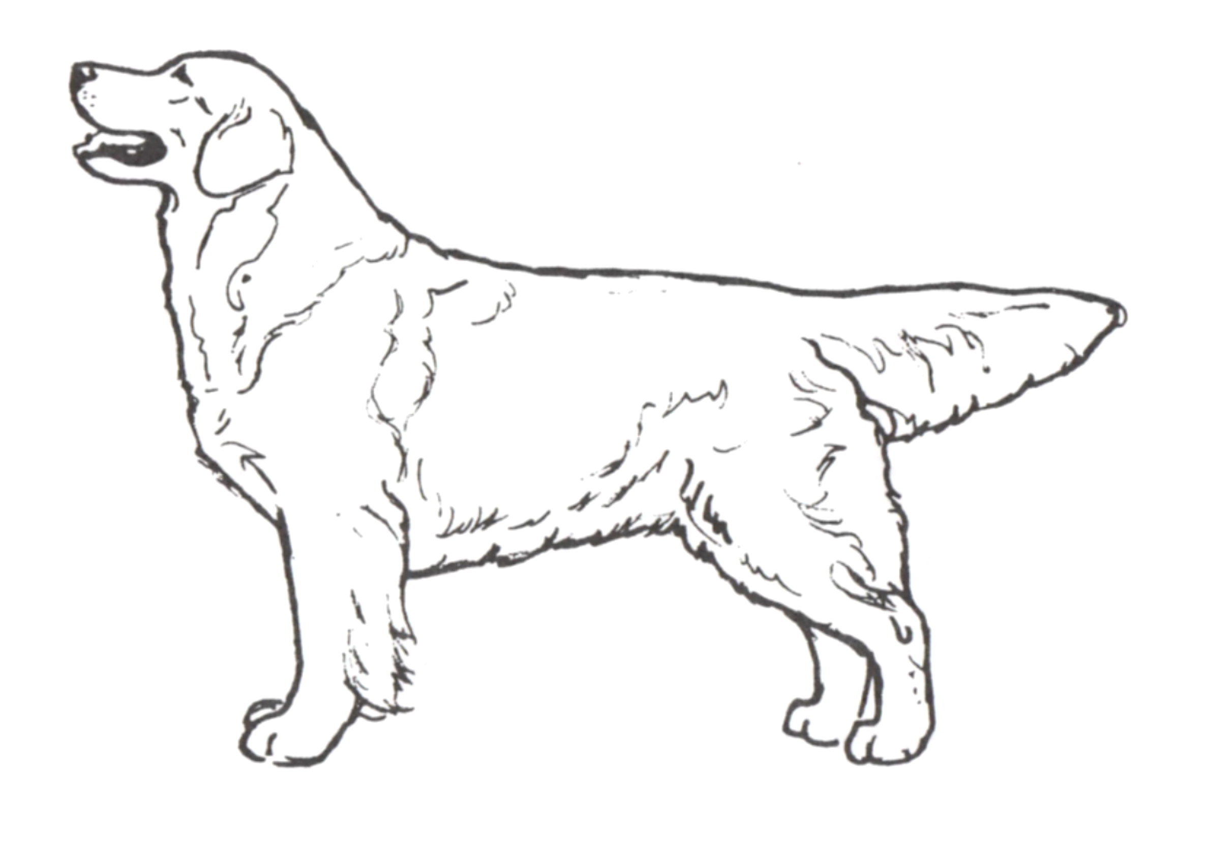 金毛界圣经《金毛寻回猎犬蓝皮书》（一）