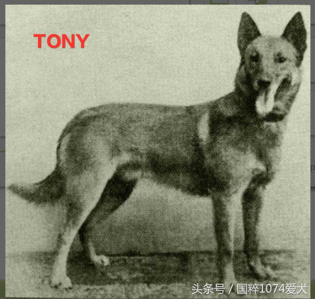 「可能是史上最清晰科普文章」系列之马犬起源和马犬的傲慢与偏见