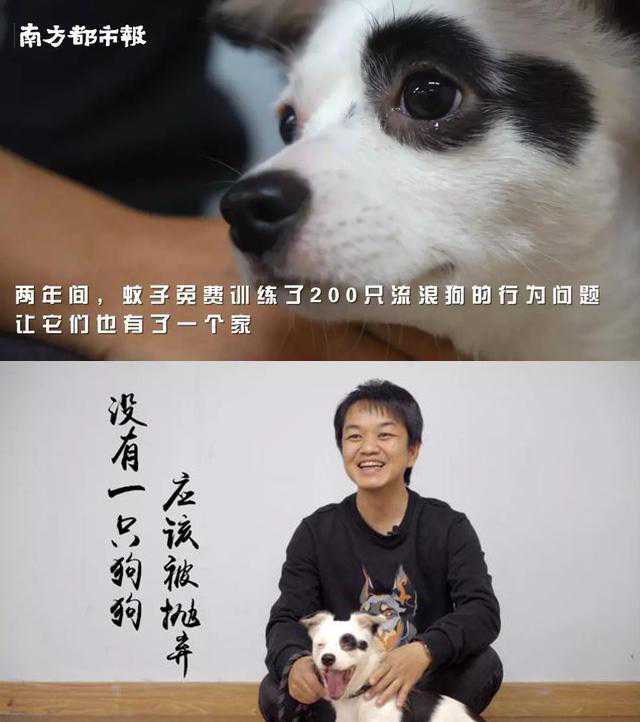 贵宾犬是最适合在城市饲养的狗，但它同样会咬人，不可掉以轻心