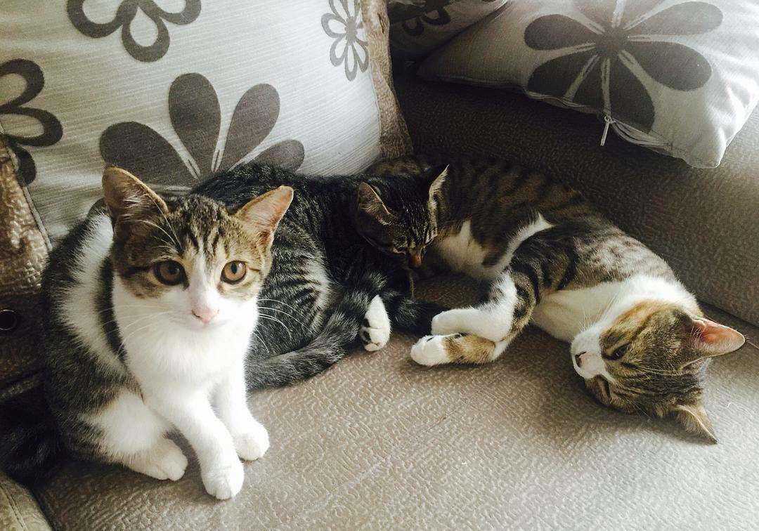 养猫第一步，从品种和年龄观察，教你选择一只适合自己的猫咪