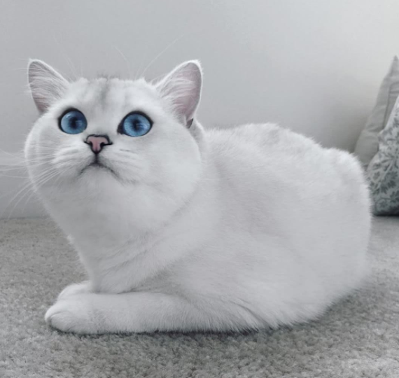 银渐层的优缺点，有哪些？