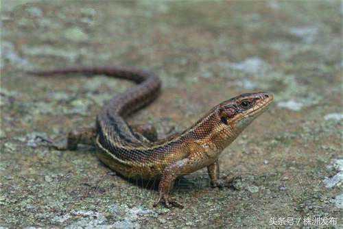 五里墩派出所连续破获多起非法持有枪支案，株洲人快来了解下哪些是“三有”保护动物