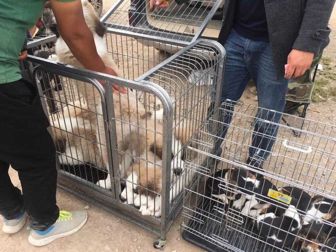 狗市：你知道圣伯纳犬吗？商贩：“最少2000元，低了不卖！”