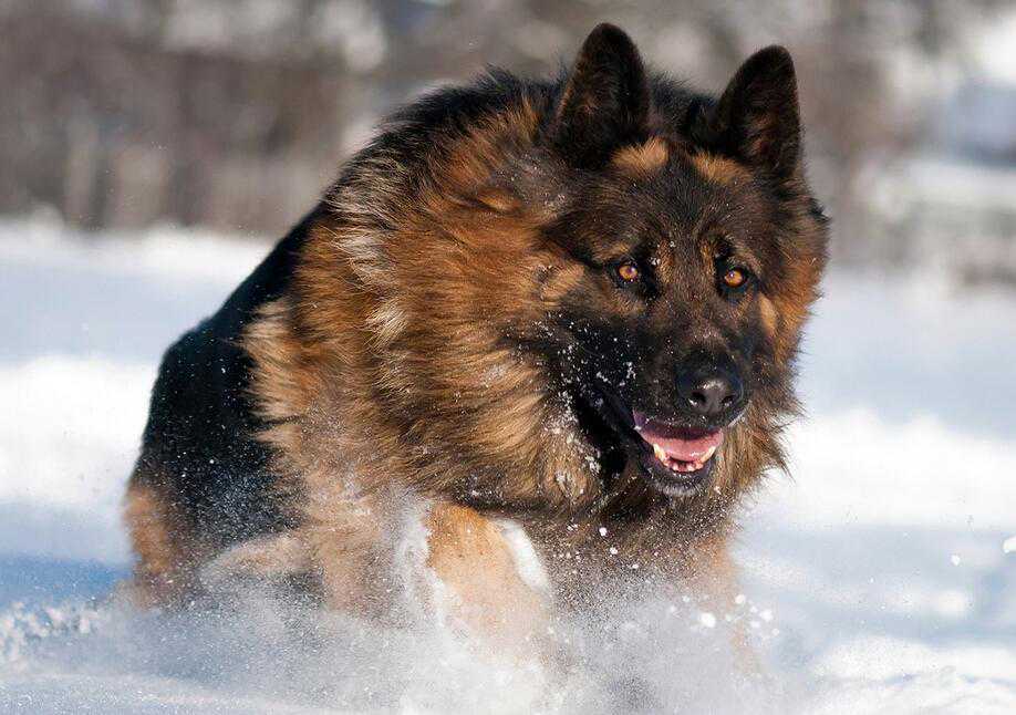 没有抓咬也要赔偿？行人被松狮犬吓摔致骨折！法院：赔！