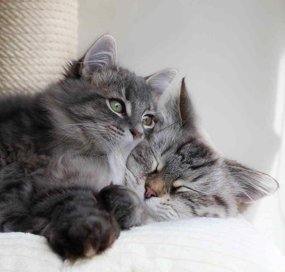 在养猫过程中，最忌讳的事情是什么？这是过来人总结的三条经验！