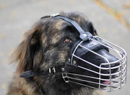 它的血统无人知晓，终年游荡在深山之中，身形彪悍，完爆藏獒