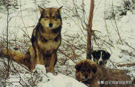 中国最凶猛的杂交犬，身躯彪悍比藏獒还牛，击退狼群野猪不在话下