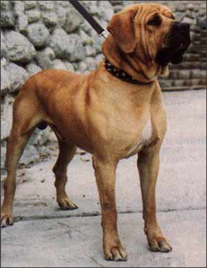 日本国宝，融合世界五大斗犬血统:土佐，二战跟着日军当军犬