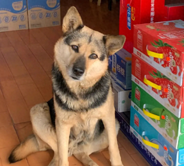 老话说，“养狗不能养十年”，背后深意让人泪目