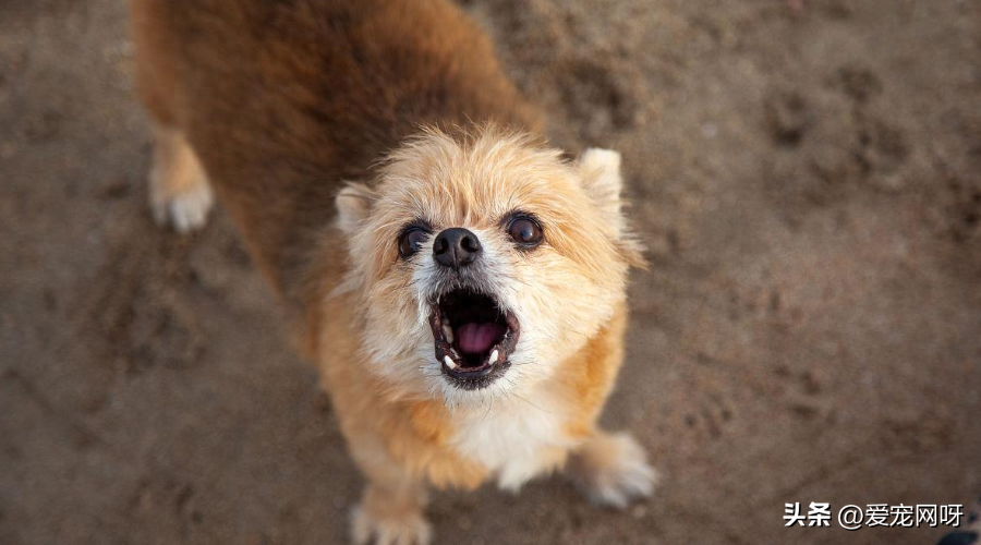 如何矫正狗狗爱吠叫的恶习？这些妙招get起来！
