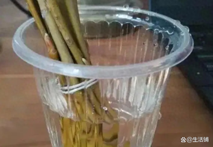 扦插金钱树，用上“生根水”，完全不用管，15天就生根！