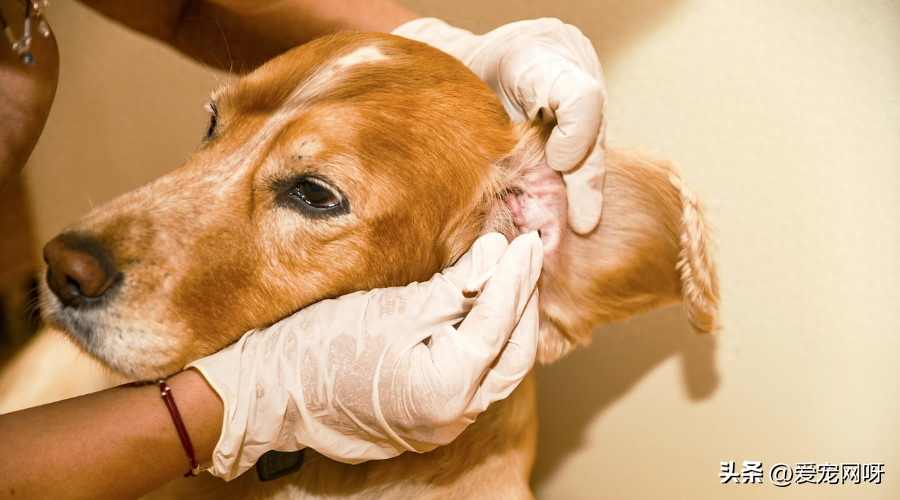 春季驱虫防大于治！做好这3点能让狗狗远离90%的寄生虫！