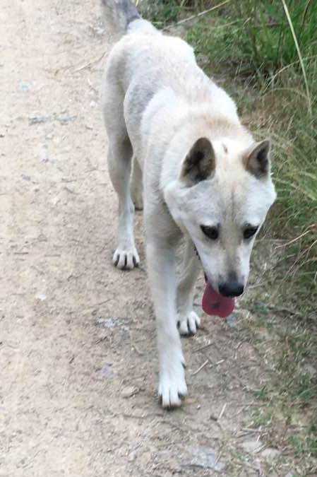 猎犬 之眼砂鉴定