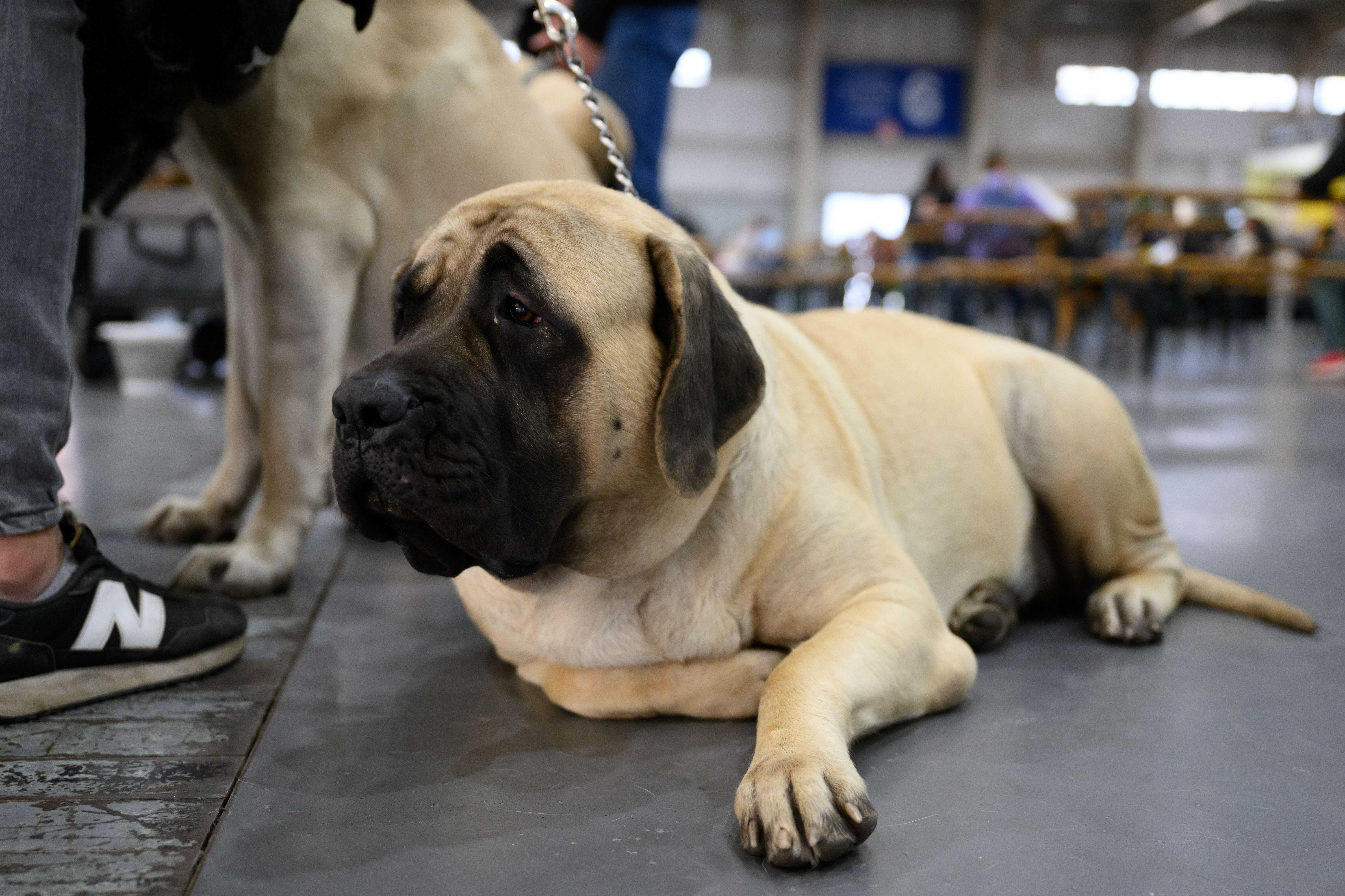 （外代二线）2023波兹南国际犬展
