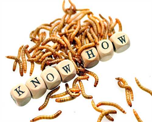 哈士奇宝宝有多可爱？出生3天爪子红彤彤、肉乎乎的，简直萌化了