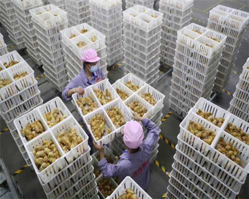 猫咪肝脏的重要之处