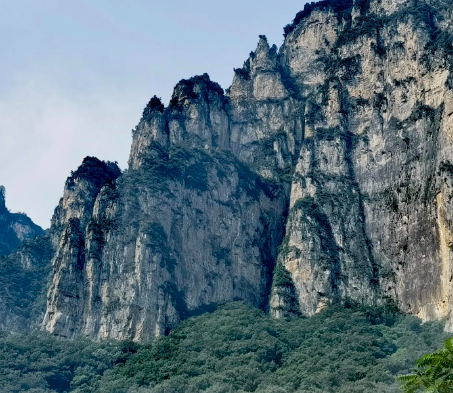 狗狗断尾，是残忍还是对狗狗好？